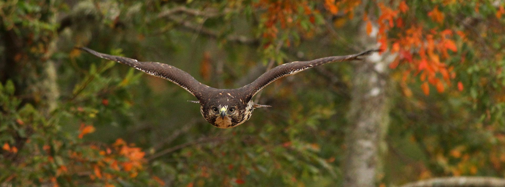 Aguilucho Cola Rojiza volando sobre el bosque de Nahuelbuta