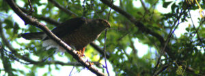 Peuquito Accipiter chilensis