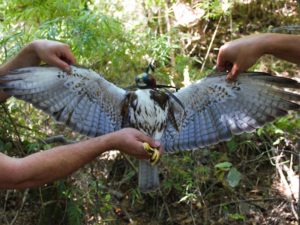 Aguilucho chico Lanalhue con las alas extendidas